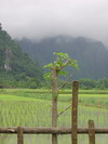 Laos
