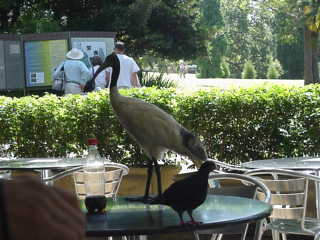 Uccelli nel parco di King’s Cross